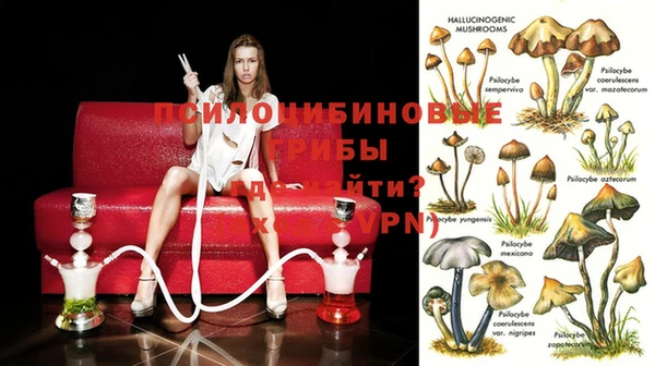 крисы Новозыбков